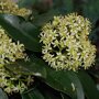 Skimmia japonica 'Reevesiana' bloemen